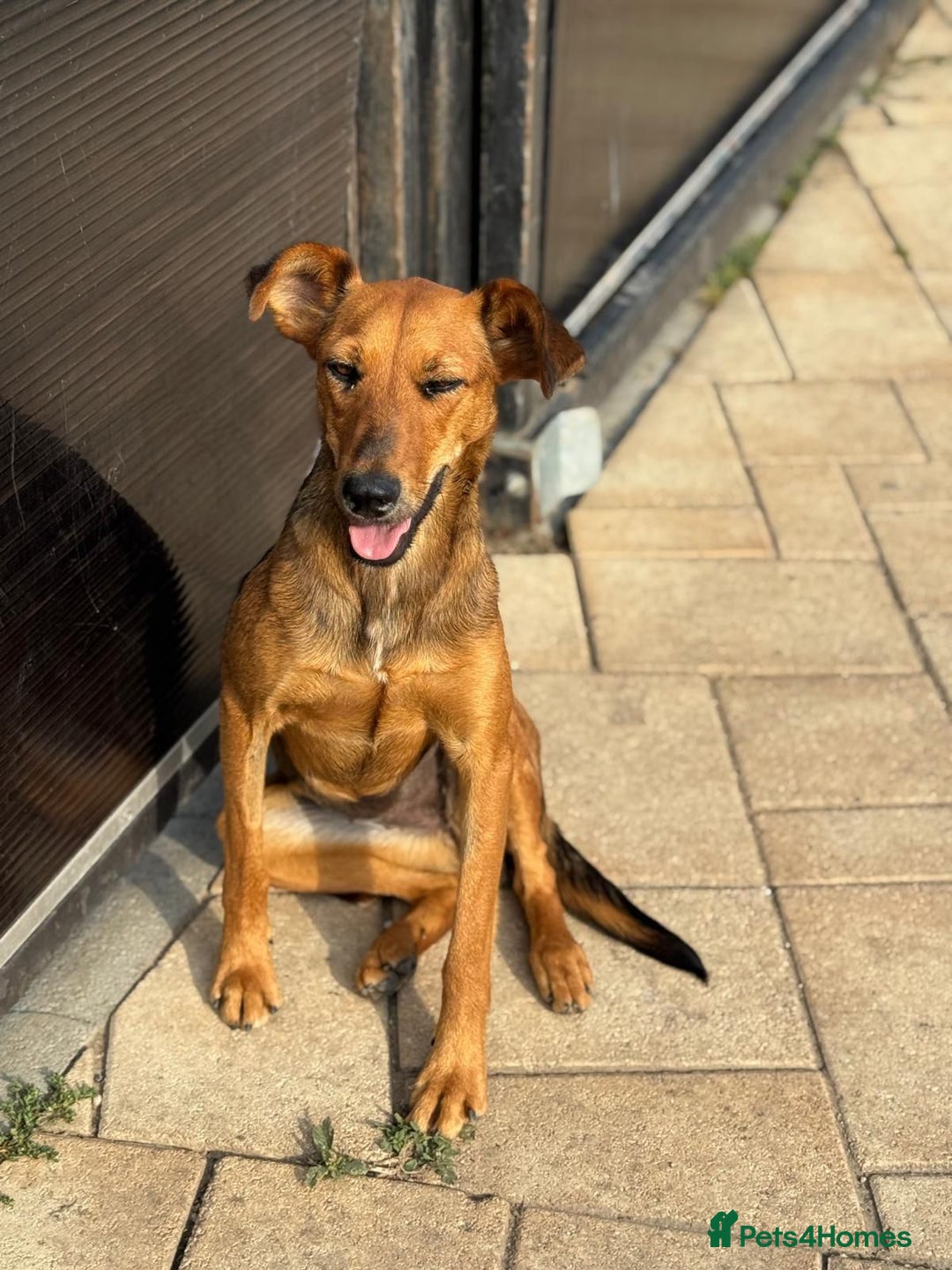 Mixed Breed dogs for adoption: Our lovely Angie, available for cuddles - Image 6