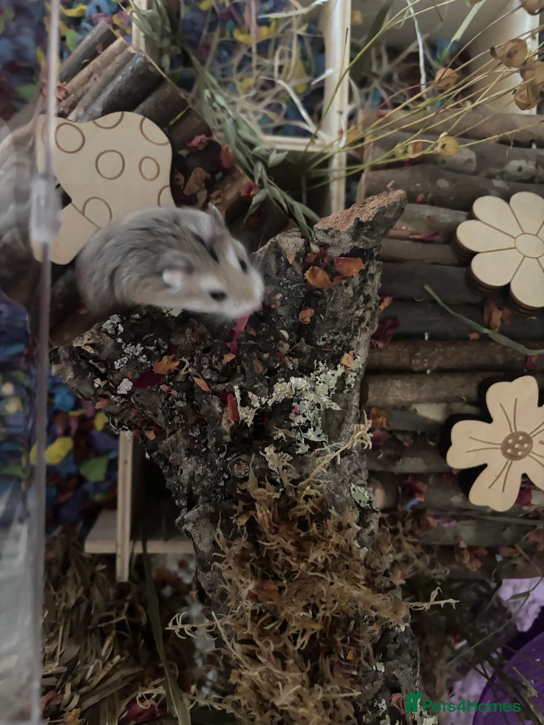 Hamster rodents for sale: robo hamster  - Advert 1