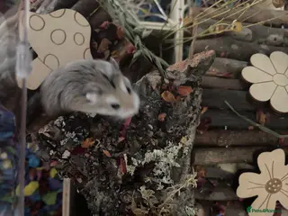 Hamster rodents robo hamster - Advert 1