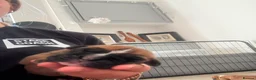 Boxer dogs for sale: Boxer puppies KC registered - family home!  - Advert 9