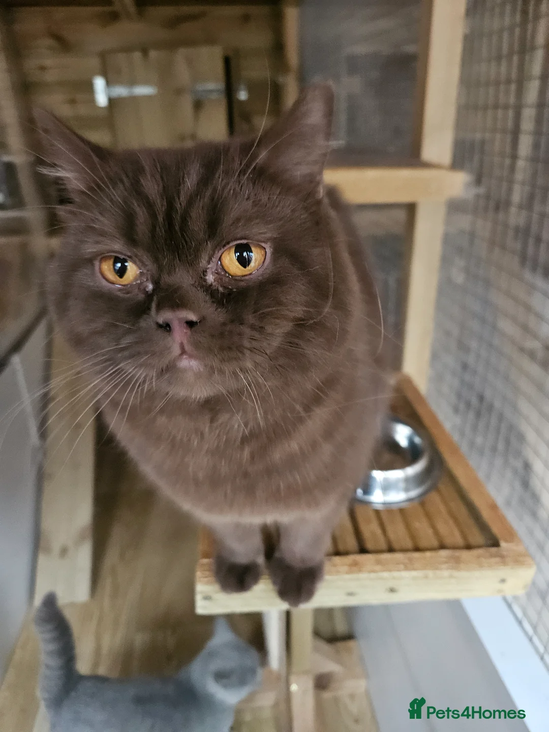 British Shorthair cats for stud: Cinnamon PROVEN Polish import / gccf champion  - Advert 2