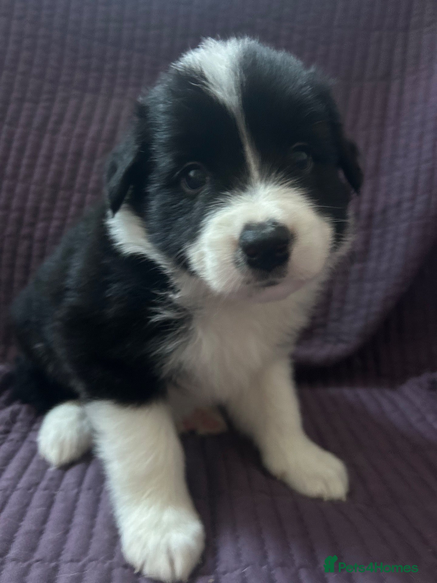 Border Collie dogs KC reg. Border Collie puppies!!! - Advert 2