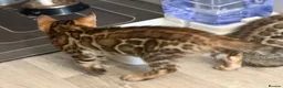 Bengal cats for sale: Top Quality Bengal Kittens (2 Boys, 1 Girl) - Advert 11
