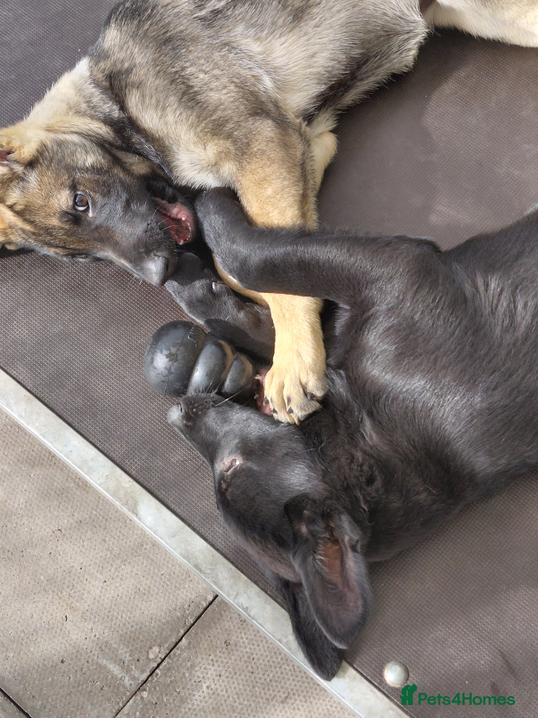 German Shepherd dogs for sale: DDR CZECH GERMAN 🇨🇿 straight back working GSD - Image 3