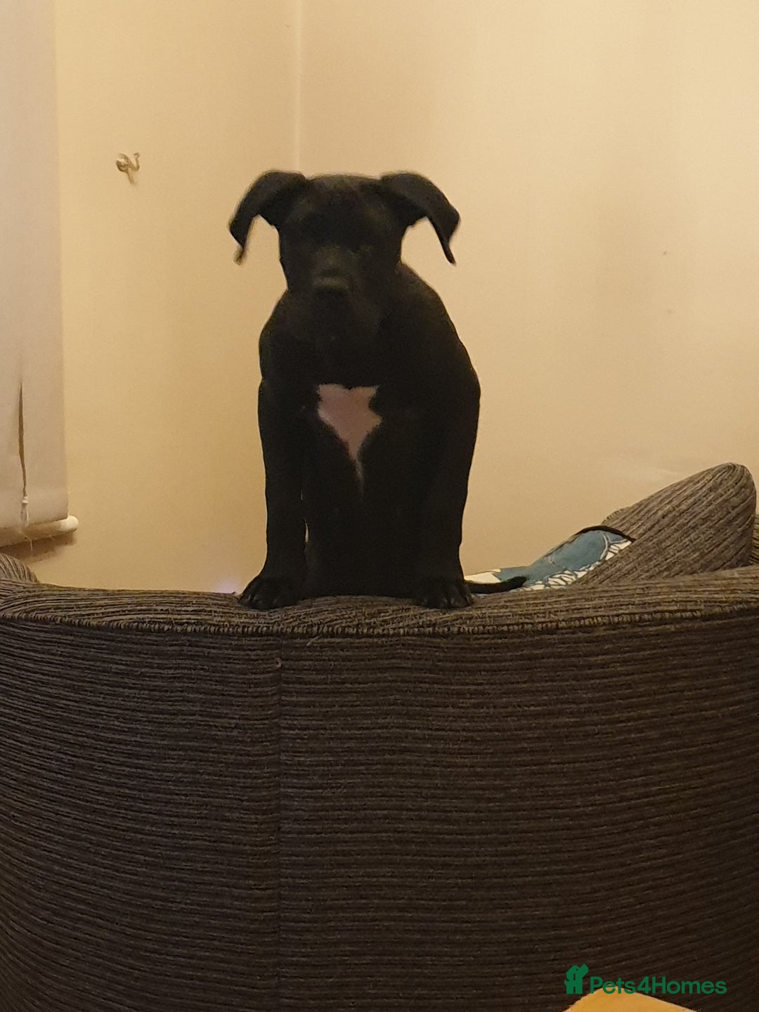 Presa Canario dogs for sale: Male presa canario pup - Advert 4