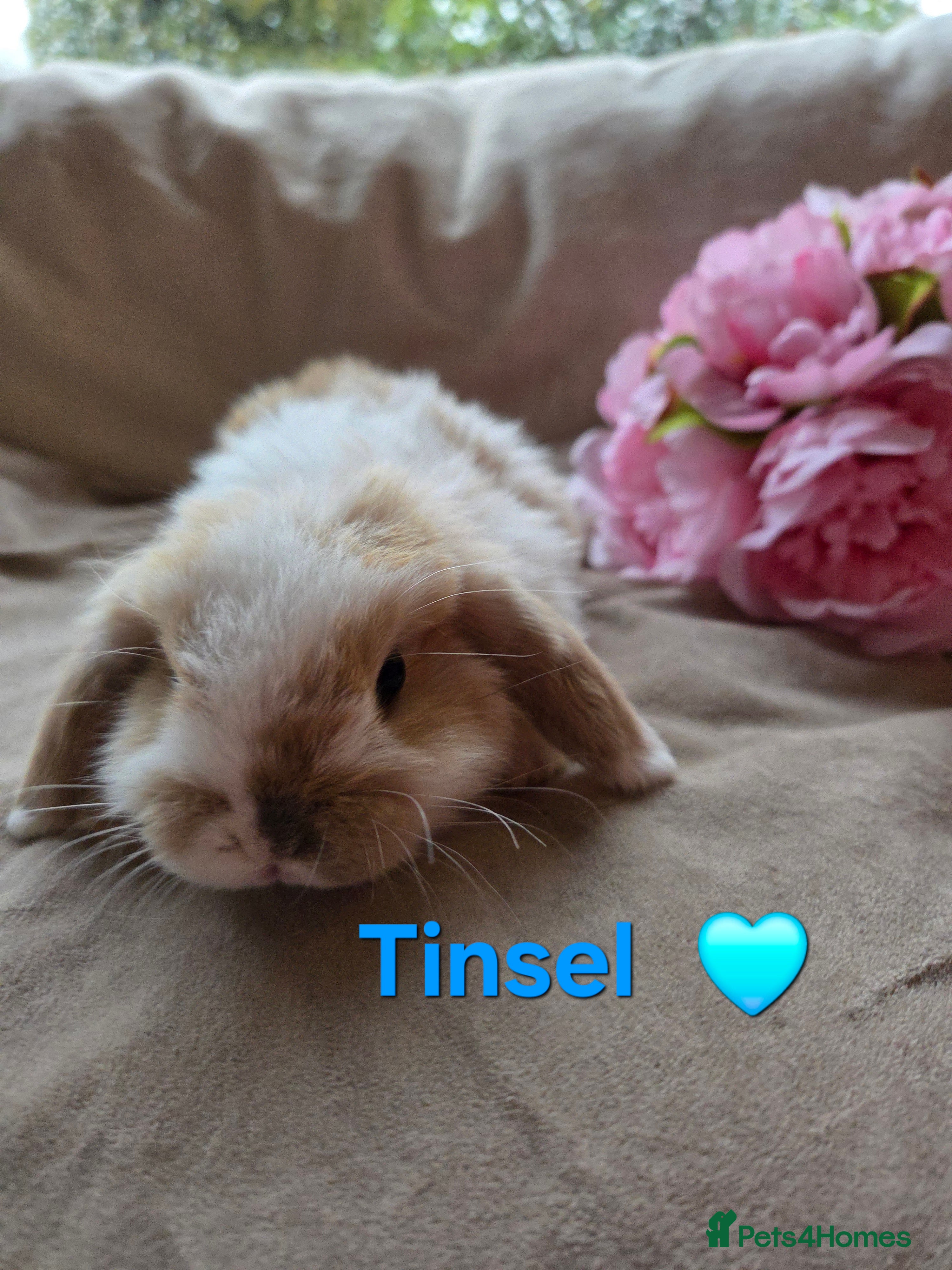 Mini Lop rabbits 🐰Beautiful baby mini lops 🐰 - Advert 9