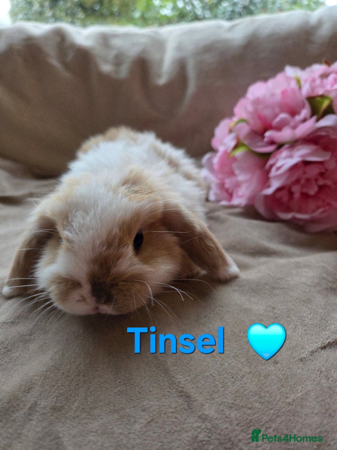 Mini Lop rabbits for sale: 🐰Beautiful baby mini lops 🐰 - Advert 12