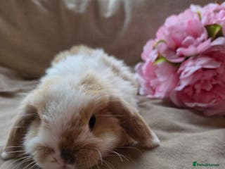 Mini Lop rabbits 🐰Beautiful baby mini lops 🐰 - Advert 9