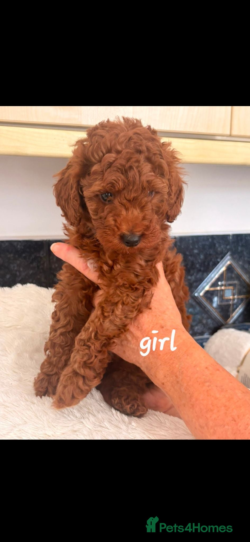 Cockapoo dogs Stunning toy cockapoos - Advert 2