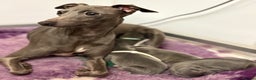 Italian Greyhound dogs for sale: KC Reg Italian Greyhound only 1 available - Advert 1