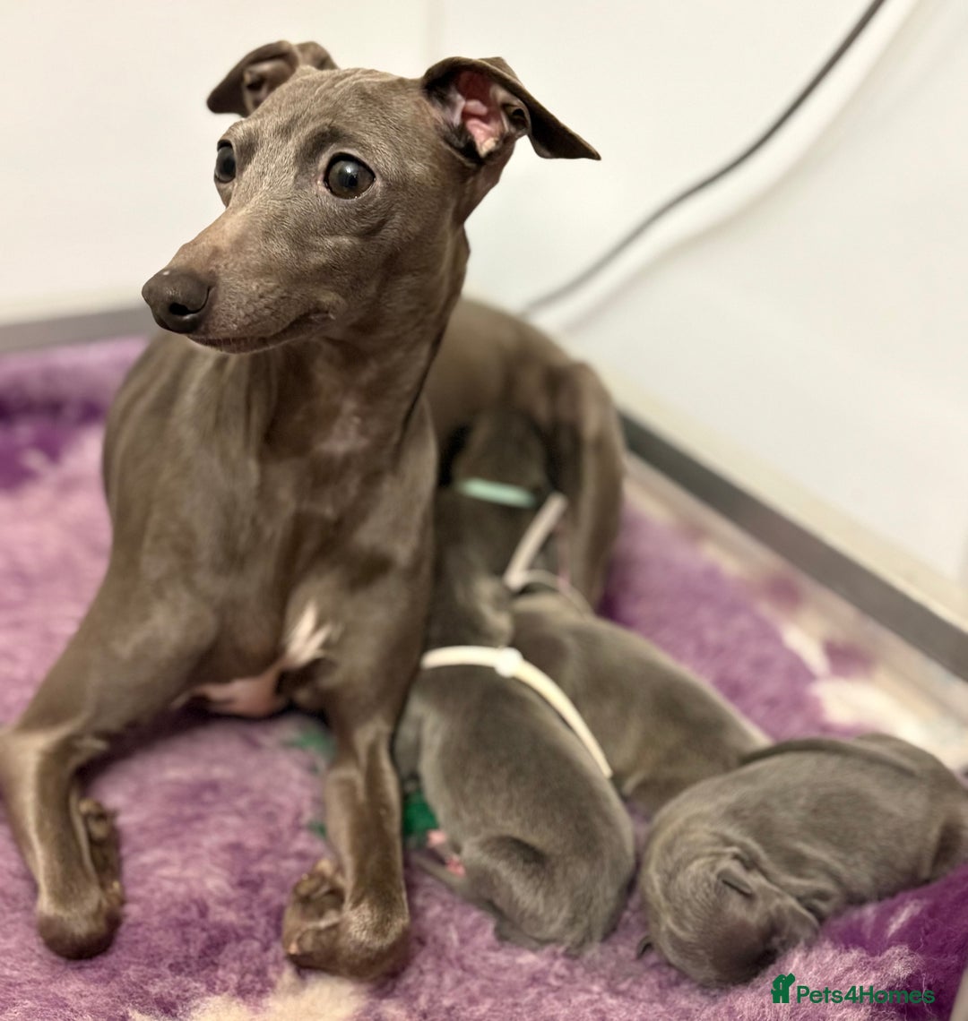 Italian Greyhound dogs for sale: KC Reg Italian Greyhound only 1 available - Advert 1