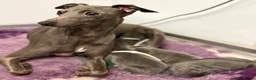 Italian Greyhound dogs for sale: KC Reg Italian Greyhounds Health tested parents - Advert 6