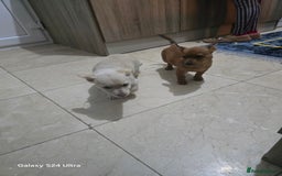Mixed Breed dogs for sale: Puppy  - Image 2
