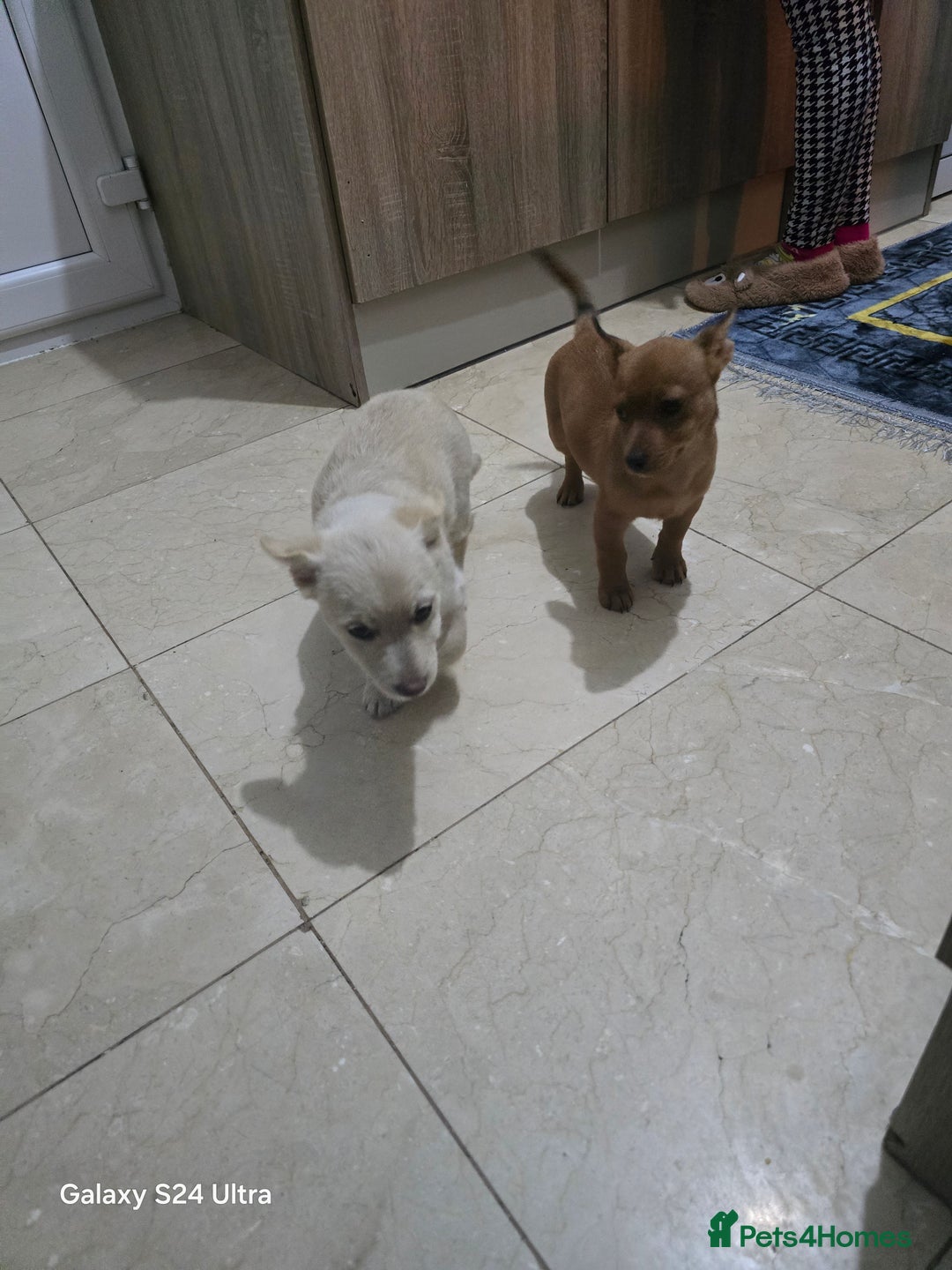 Mixed Breed dogs for sale: Puppy  - Image 2
