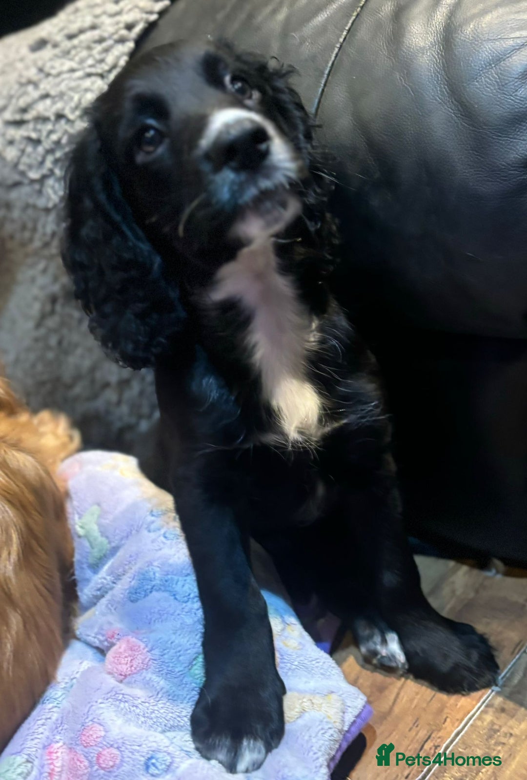 Cocker Spaniel dogs for sale: Last boy left !! working cocker spaniels - Advert 32