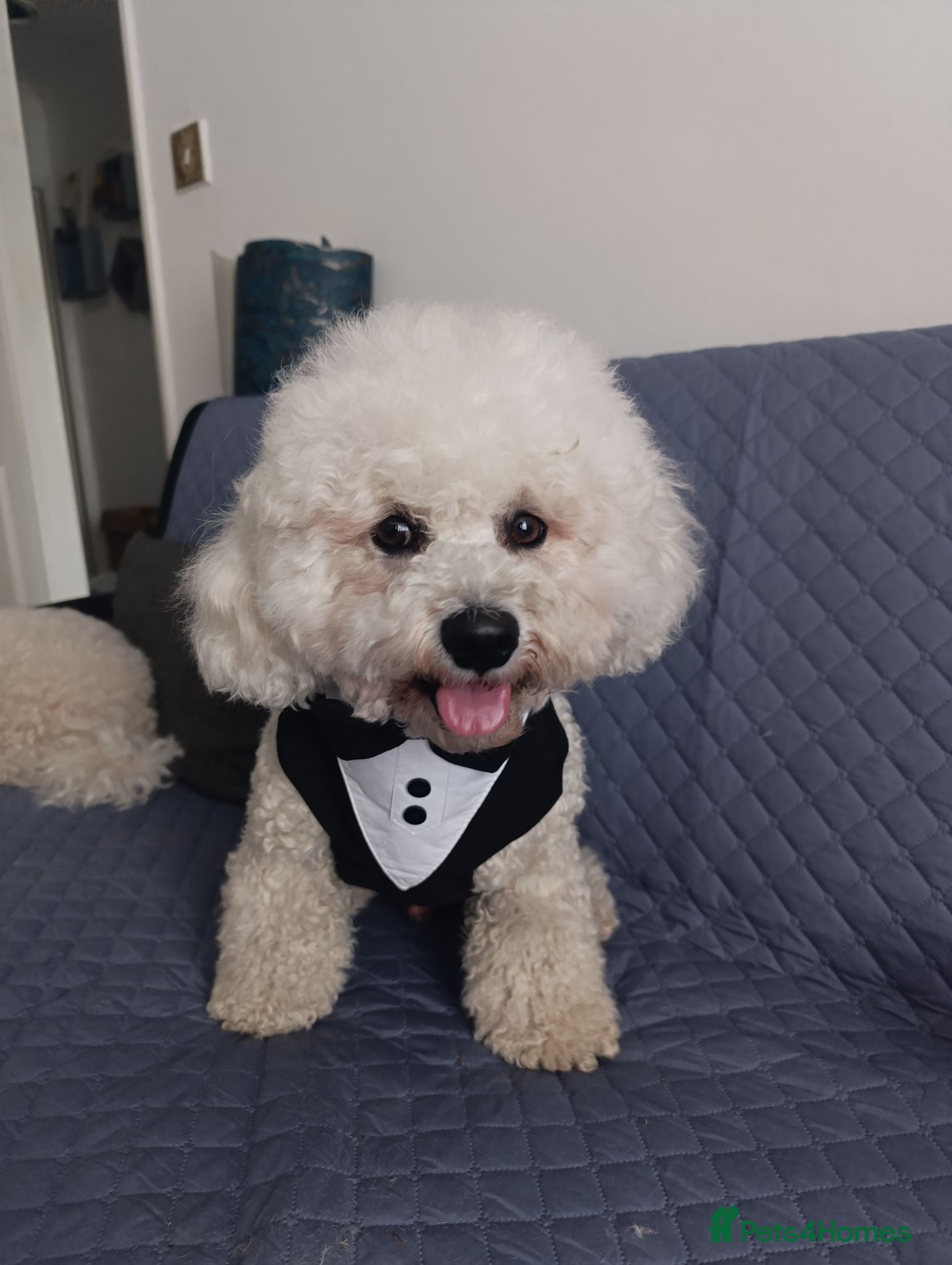 Bichon Frise dogs Bishon frise - Advert 3