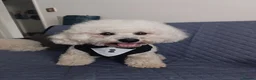 Bichon Frise dogs for sale: Bishon frise - Advert 4