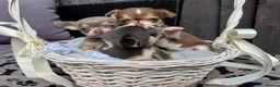 Chihuahua dogs for sale: 🐶Tiny exquisite RARE blue, Lilac & Chocolate Tri  - Advert 27