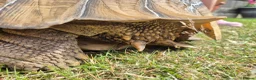 Tortoise reptiles for sale: 15 year old Sulcata Tortoise 23" - Advert 8