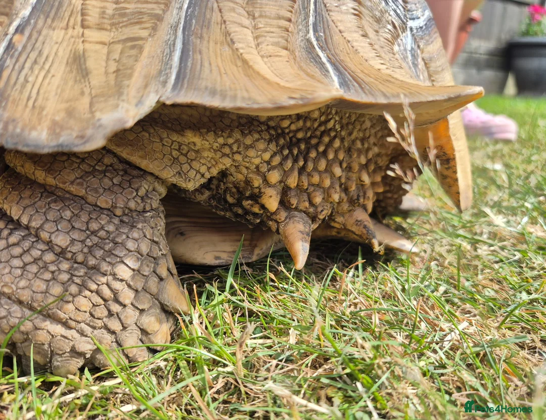 Tortoise reptiles for sale: 15 year old Sulcata Tortoise 23" - Advert 8