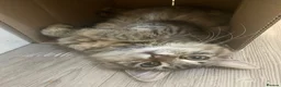 Siberian cats for sale: Stunning Siberian very reduce price  - Advert 4