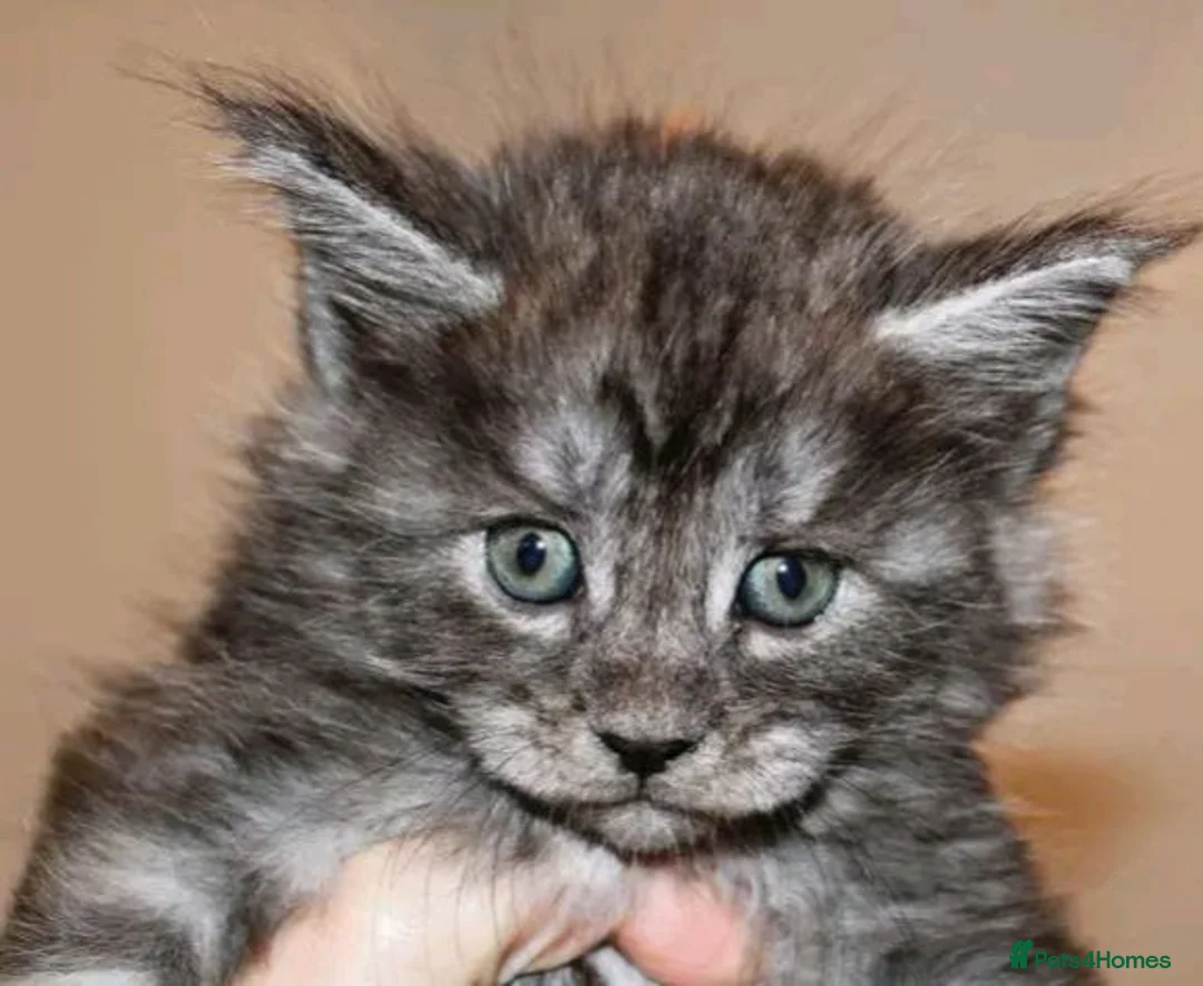 Maine Coon cats for sale: Beautiful Maine Coon kittens - Advert 4