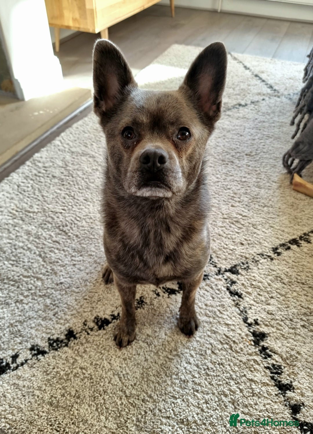 Mixed Breed dogs for sale: Ronnie  - Advert 5