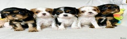 Cavalier King Charles Spaniel dogs for stud: KC Reg Health Tested Excellent Pedigrees for STUD in Nottingham - Advert 29