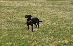 Labrador Retriever dogs for sale: Calm & gentle black 10wk old boy & girl - working - Image 8