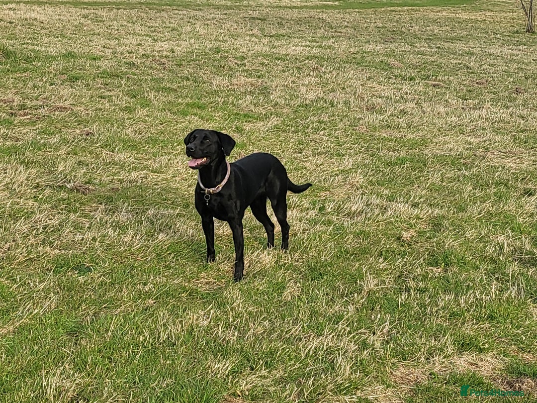 Labrador Retriever dogs for sale: Calm & gentle black 10wk old boy & girl - working - Image 8