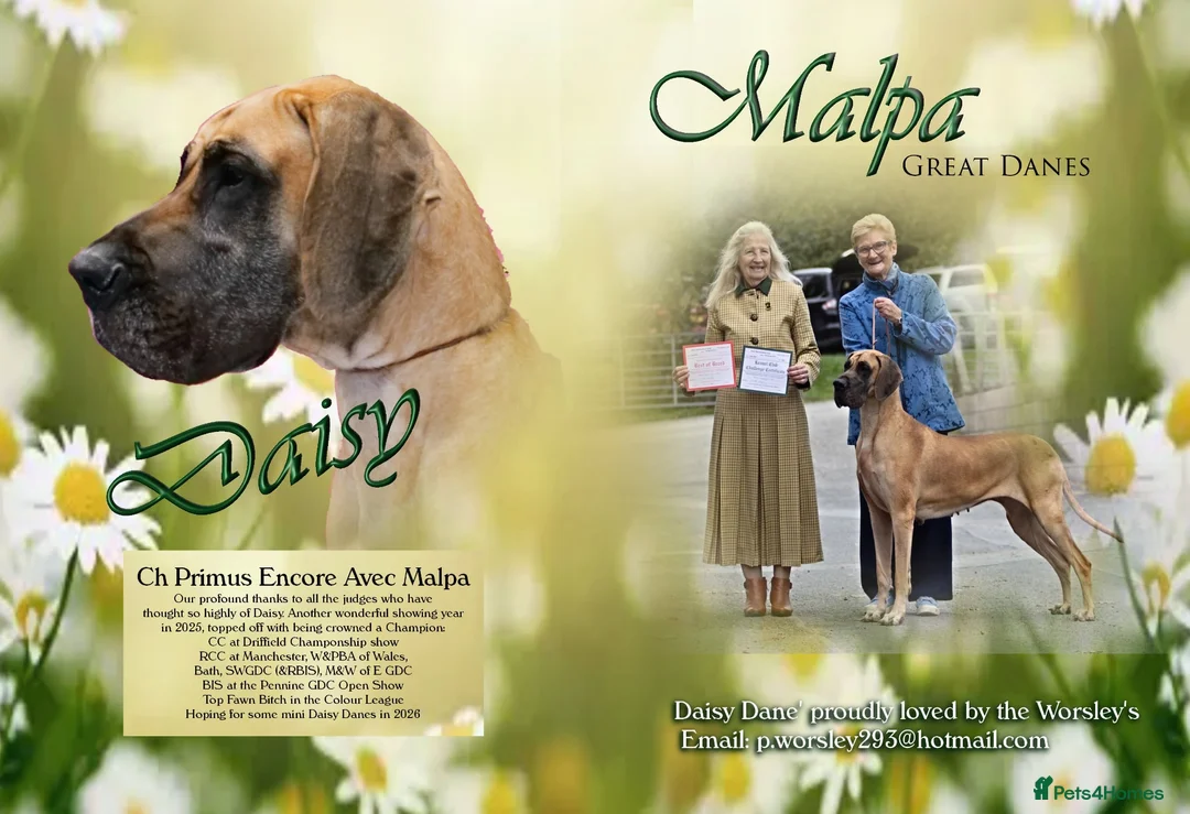 Great Dane dogs for sale: Exceptional quality Great Dane puppies in Crewe - Advert 2