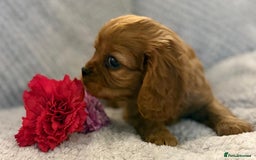 Cavalier King Charles Spaniel dogs for sale: KC REG, HEART, EYE AND DNA TESTED PARENTS - Image 10