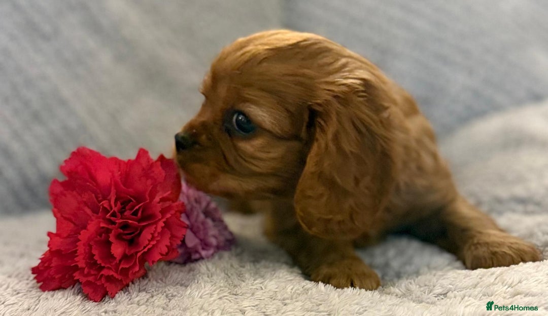 Cavalier King Charles Spaniel dogs for sale: KC REG, HEART, EYE AND DNA TESTED PARENTS - Image 10