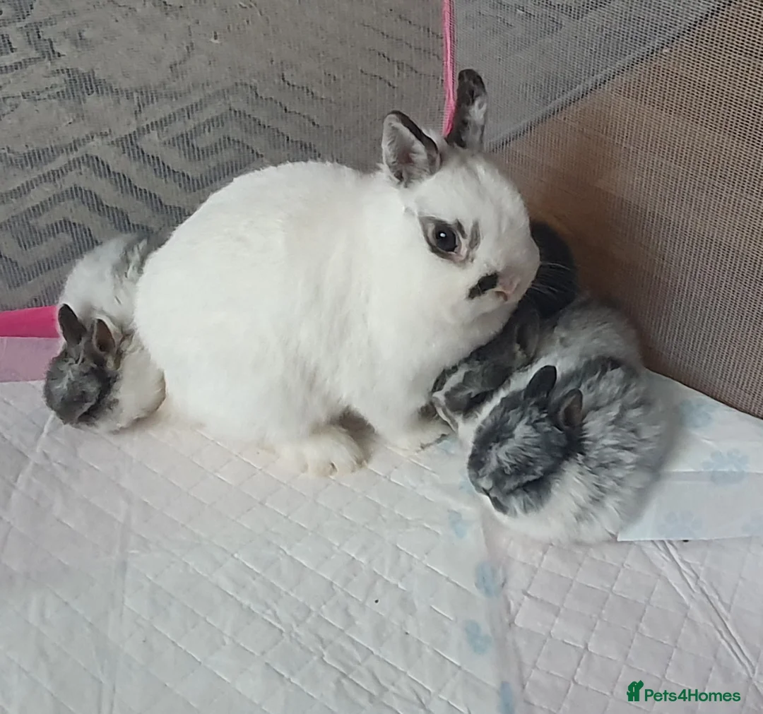 Netherland Dwarf rabbits for sale: 4 Beautiful Netherland Dwarf Buns in Pinner - Advert 13