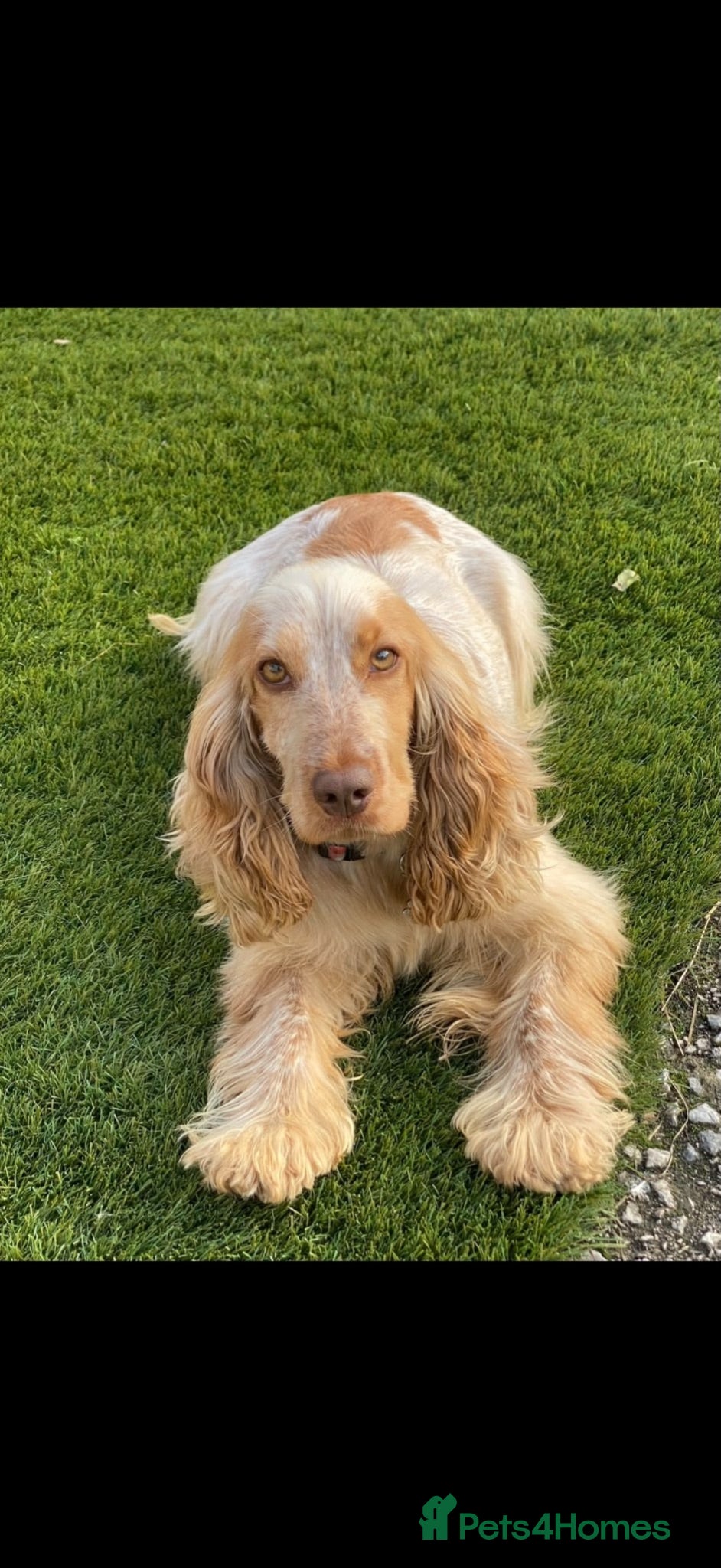 Cocker Spaniel dogs Beautiful top quality show type cocker spaniel  - Advert 1