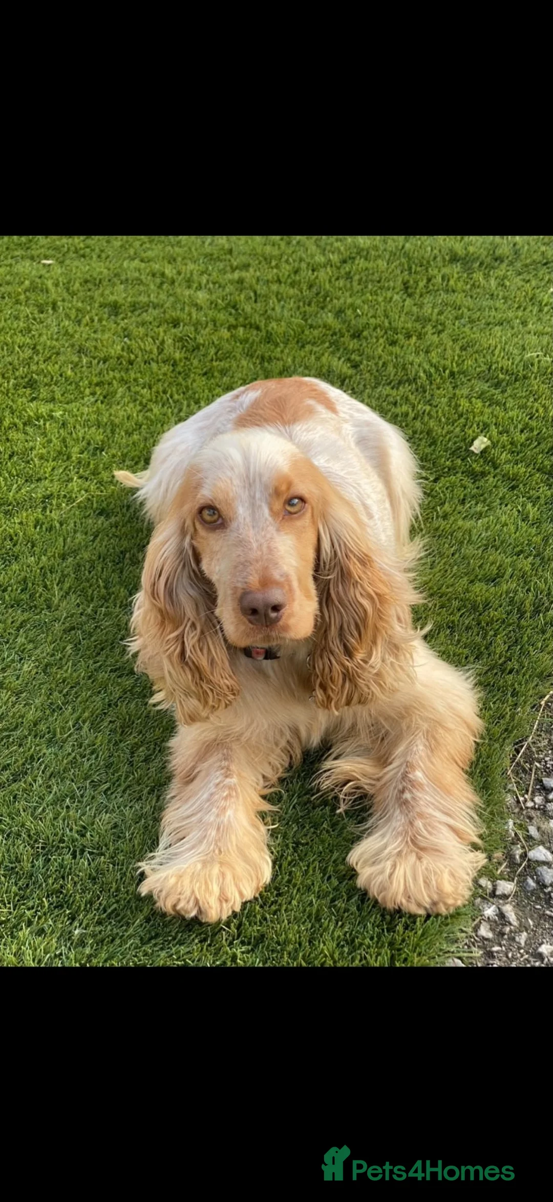 Cocker Spaniel dogs for sale: Beautiful top quality show type cocker spaniel  - Advert 1