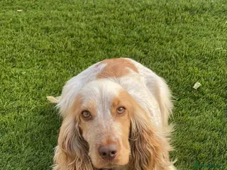 Cocker Spaniel dogs Beautiful top quality show type cocker spaniel - Advert 1