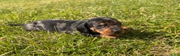 Miniature Dachshund dogs for sale: 5 stunning mini dachshunds for sale❤️🏡🥰 - Advert 19