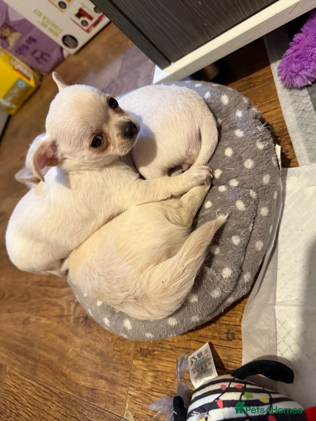Chihuahua dogs for sale: Puppies chihuahuas 1 boy and 2 little princesses  - Image 21