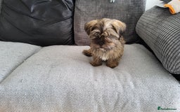 Shorkie dogs for sale: Male shorkie 17 weeks old - Image 3