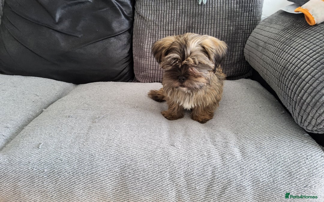 Shorkie dogs for sale: Male shorkie 17 weeks old - Image 3