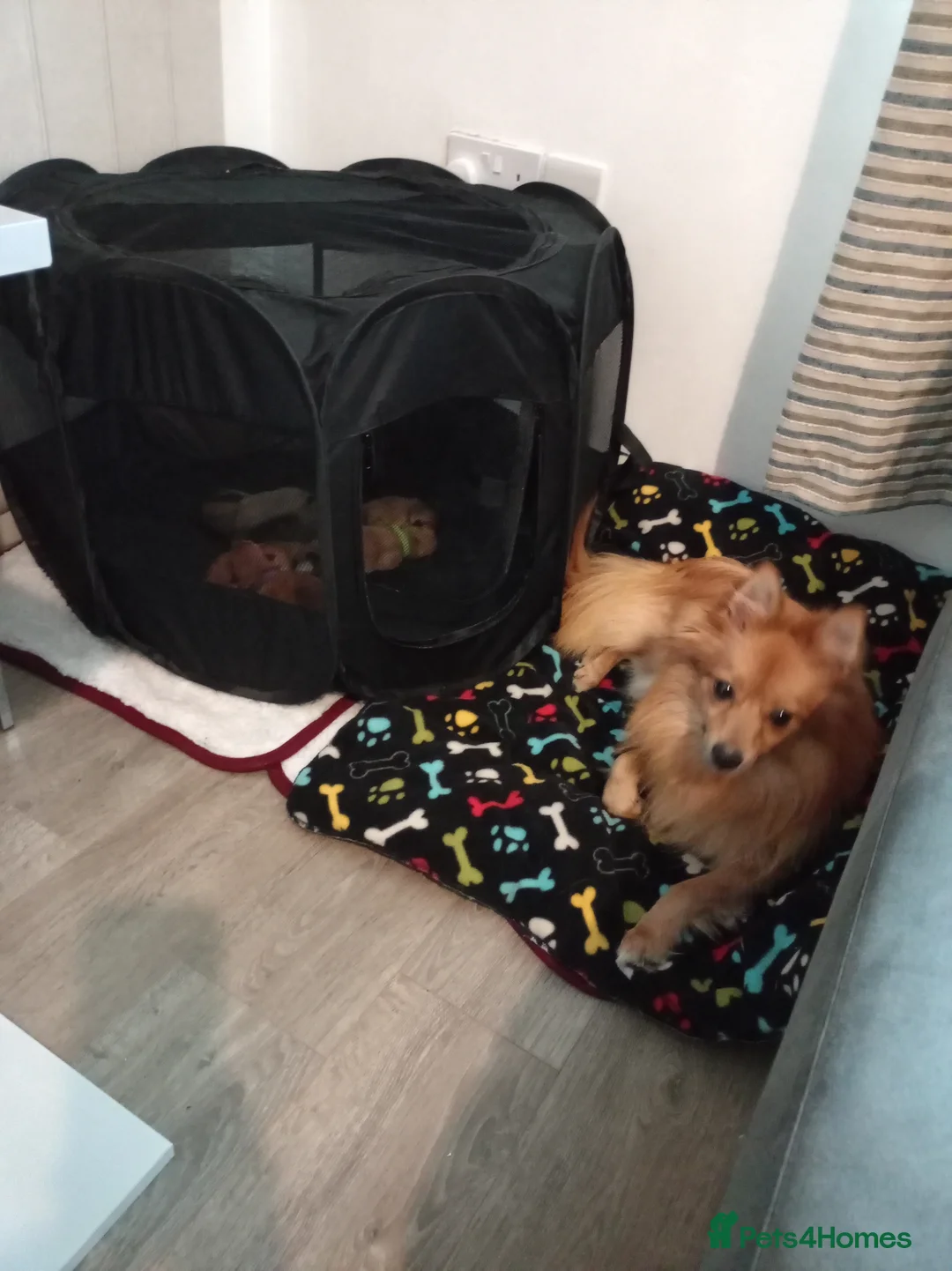 Mixed Breed dogs for sale: Pom-Heavy Pomeranian Puppies 5 Boys & 1 Girl - Advert 6