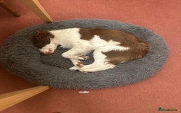 Border Collie dogs for sale: KC Reg Red Border Collie - Image 14