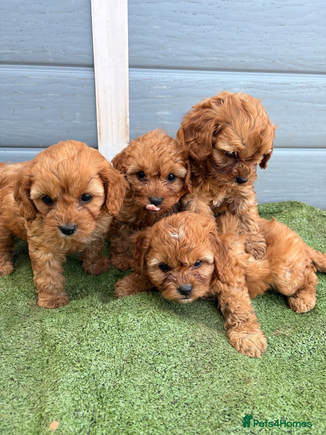 Cavapoo dogs for sale: Cavapoo - Advert 14