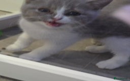 British Shorthair cats for sale: British short hair boy ready now - Image 6
