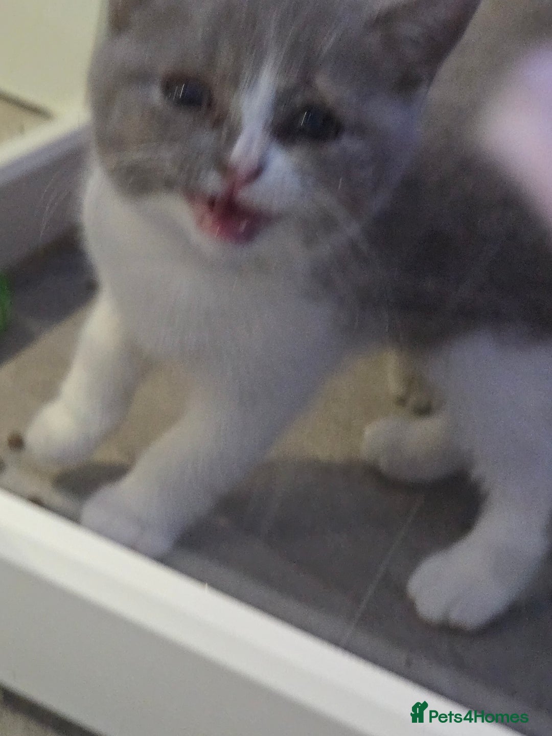 British Shorthair cats for sale: British short hair boy ready now - Image 6