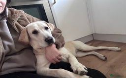 Labrador Retriever dogs for sale: Labrador retriever - Image 5