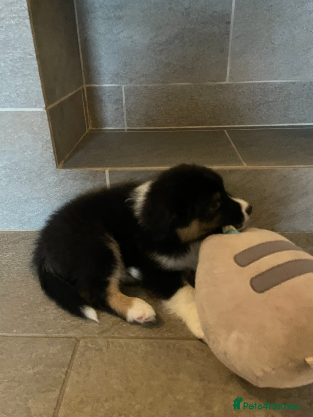 Australian Shepherd dogs for sale: Exceptional Australian Shepherd Puppies - Advert 16