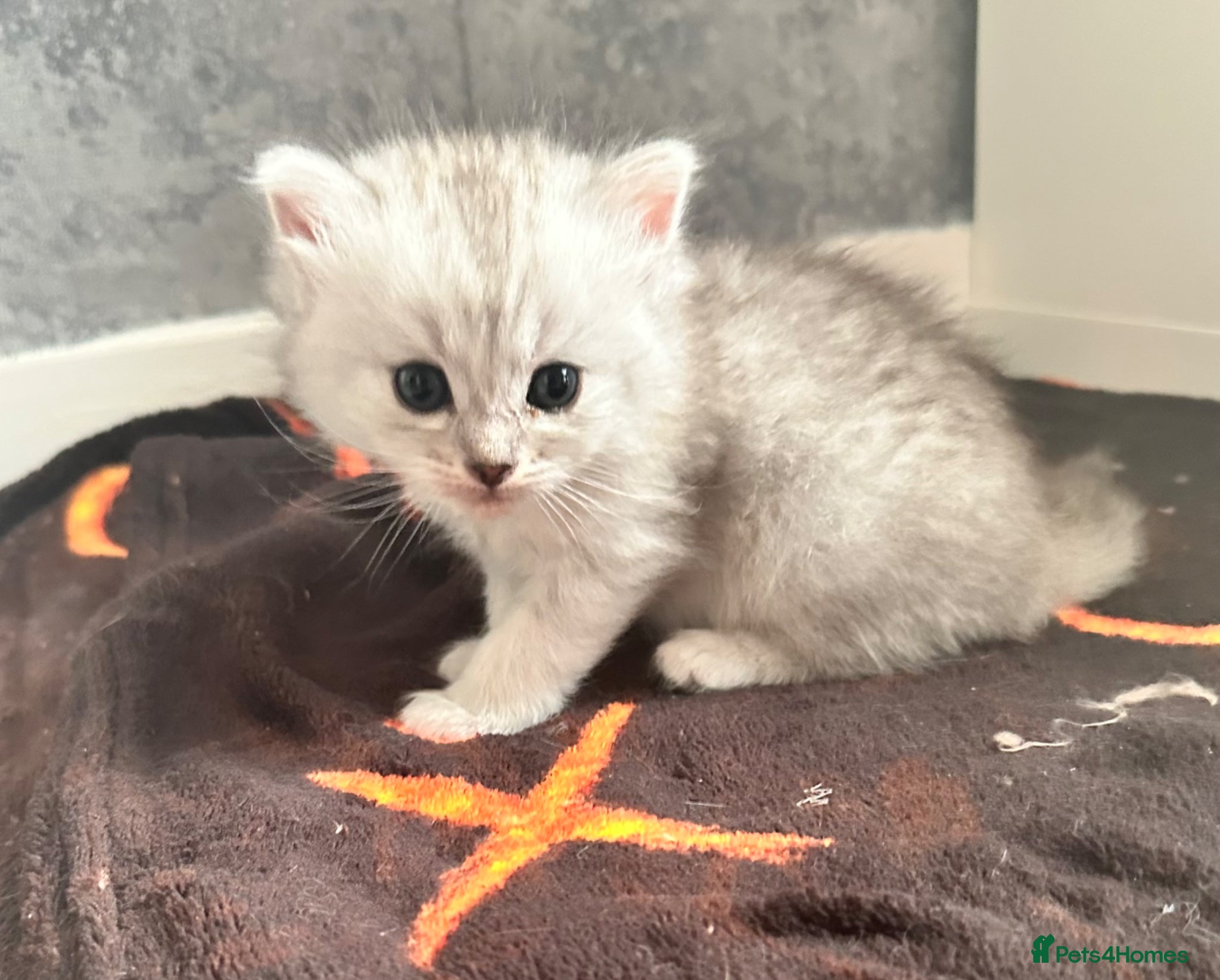 Persian cats Silver tipped Persians - Advert 2