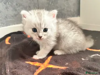 Persian cats Silver tipped Persians - Advert 2
